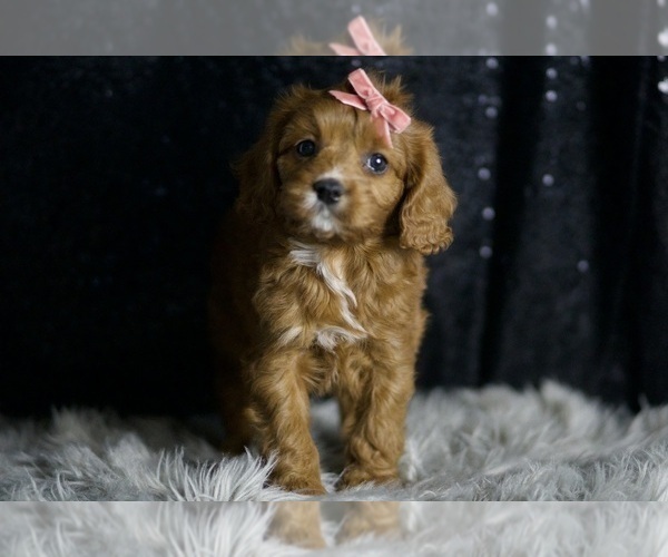 Medium Photo #105 Cavapoo Puppy For Sale in WARSAW, IN, USA