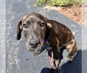 Mutt Dogs for adoption in Sterling, MA, USA