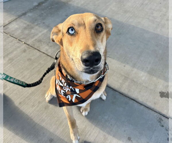 Medium Photo #12 German Shepherd Dog Puppy For Sale in San Bernardino , CA, USA