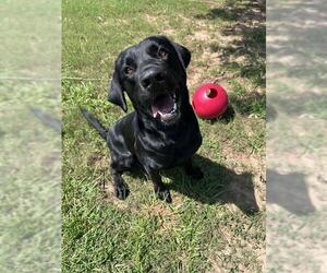 Labrador Retriever Dogs for adoption in Grovetown, GA, USA