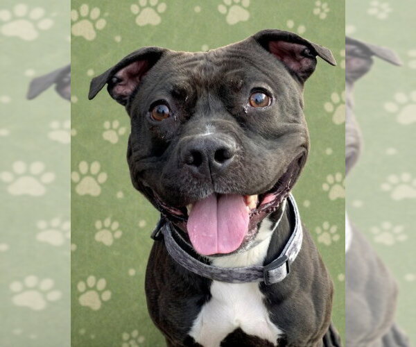 Medium Photo #1 Staffordshire Bull Terrier-Unknown Mix Puppy For Sale in Springdale, PA, USA