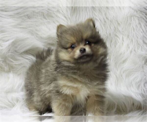 Medium Photo #17 Pomeranian Puppy For Sale in NAPLES, FL, USA