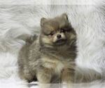 Small #16 Pomeranian