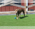 Small #3 American Pit Bull Terrier