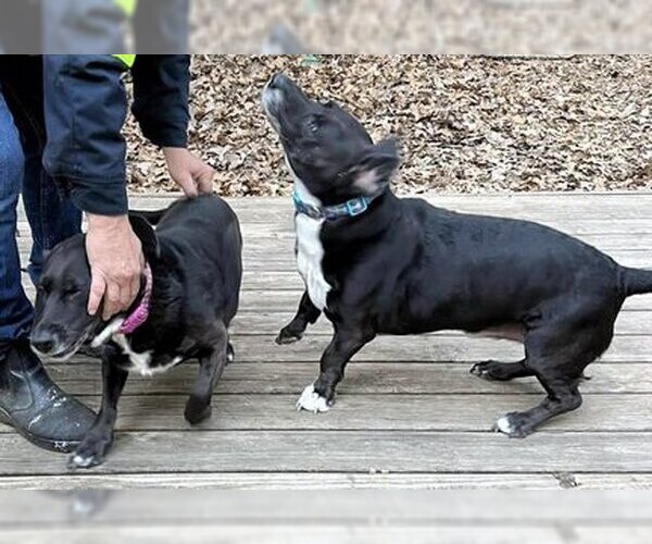 Medium Photo #1 Basset Hound Puppy For Sale in Deepwater, NJ, USA