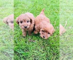 Maltipoo (Miniature) Puppy for sale in RIVERSIDE, CA, USA