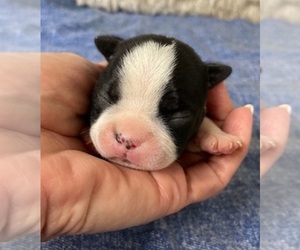 Boston Terrier Puppy for sale in CRKD RVR RNCH, OR, USA