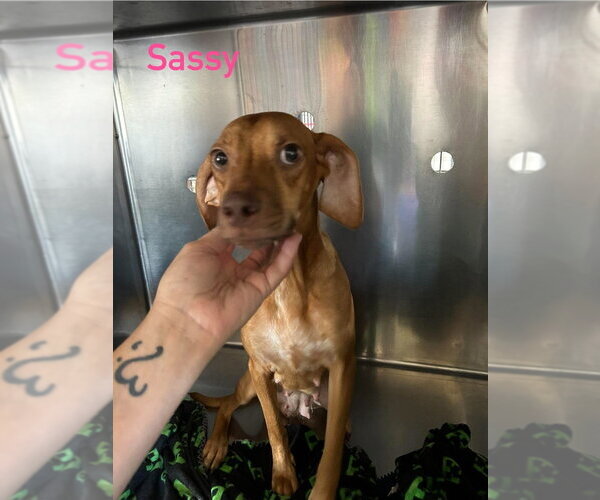 Medium Photo #2 Cheagle Puppy For Sale in Foristell, MO, USA