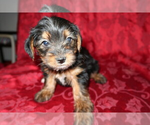 Yorkshire Terrier Puppy for sale in KALAMAZOO, MI, USA