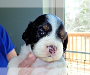 English Springer Spaniel Puppy for sale in NEWCASTLE, CA, USA