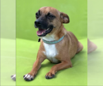 Small #6 Chihuahua Mix