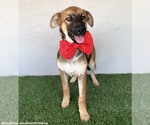 Small Photo #4 German Shepherd Dog-Unknown Mix Puppy For Sale in San Diego, CA, USA
