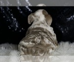 Small #7 English Bulldog