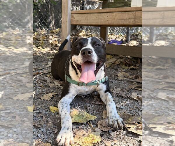 Medium Photo #1 Mutt Puppy For Sale in Elmsford, NY, USA