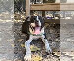 Yin - Female Mutt Dog for Adoption - Small photo