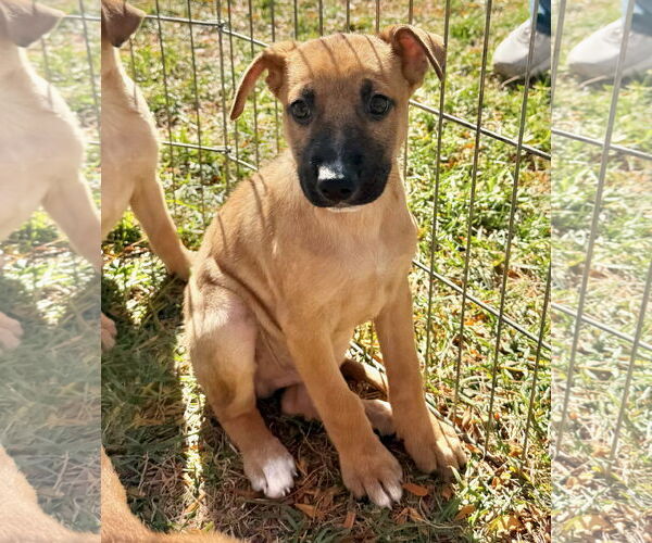 Medium Photo #4 German Shepherd Dog Puppy For Sale in GILBERTS, IL, USA