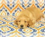 Small Photo #9 Golden Retriever Puppy For Sale in HAVILAND, OH, USA