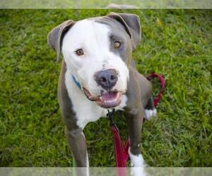 American Pit Bull Terrier Dogs for adoption in Tallahassee, FL, USA