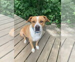 Small #3 Mutt