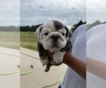 Small #18 Bulldog