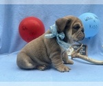 Small #1 English Bulldog