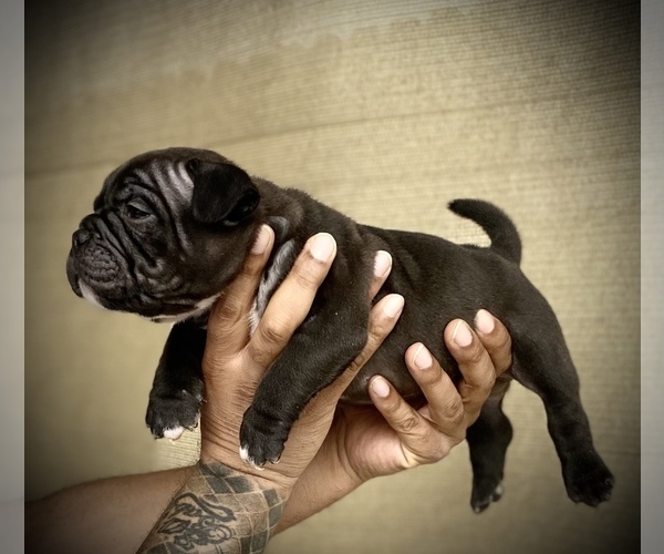 Medium Photo #21 American Bully Puppy For Sale in VACAVILLE, CA, USA