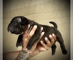 Small Photo #21 American Bully Puppy For Sale in VACAVILLE, CA, USA