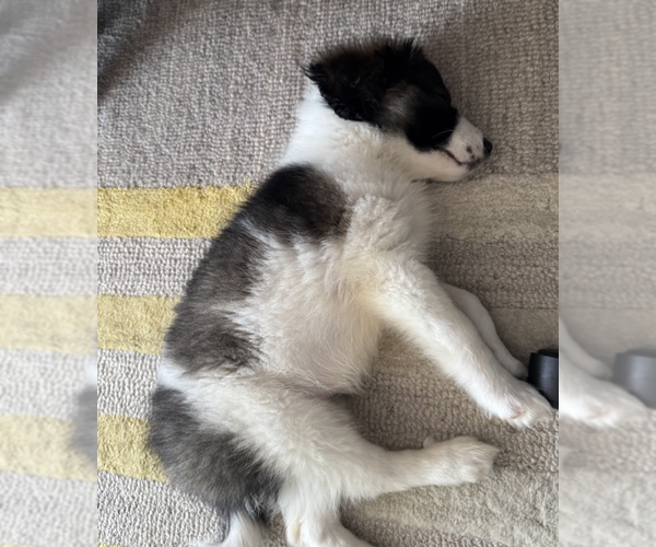 Medium Photo #8 Border-Aussie Puppy For Sale in Brooklyn, NY, USA