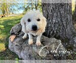 Small Photo #1 Havachon Puppy For Sale in NIANGUA, MO, USA