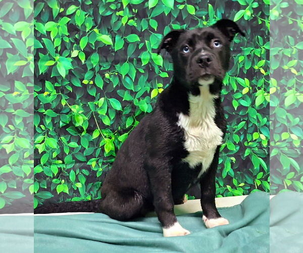 Medium Photo #2 American Pit Bull Terrier-Unknown Mix Puppy For Sale in Wetumpka, AL, USA