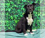 Small #1 American Pit Bull Terrier Mix
