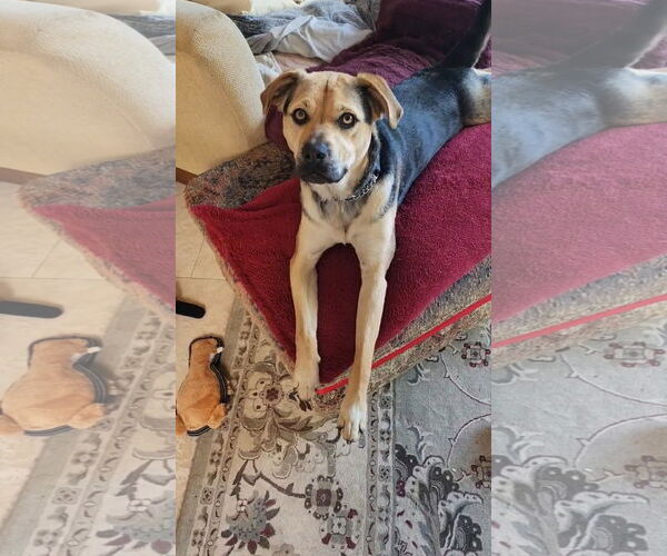 Medium Photo #6 Beagle-Unknown Mix Puppy For Sale in Escondido, CA, USA