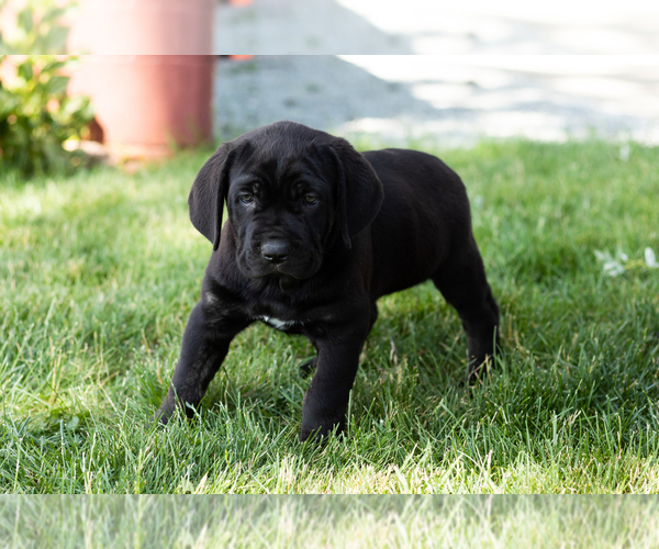 Medium Photo #44 Cane Corso Puppy For Sale in WAKARUSA, IN, USA