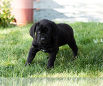 Small Photo #44 Cane Corso Puppy For Sale in WAKARUSA, IN, USA