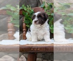 Small Photo #22 Havanese Puppy For Sale in GOSHEN, IN, USA
