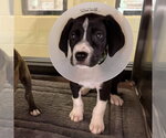 Small #7 Great Dane Mix