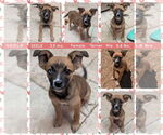Small #1 Mutt