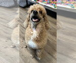 Small #2 Poodle (Miniature)