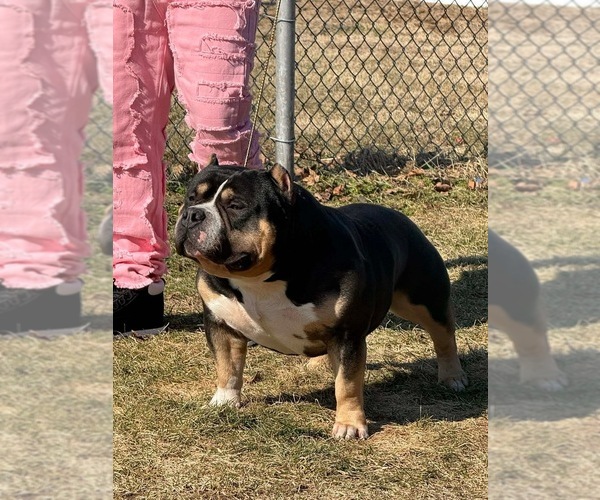 Medium Photo #1 American Bully Puppy For Sale in SOUTH BEND, IN, USA