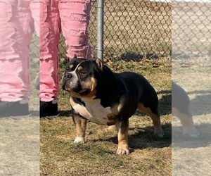 Father of the American Bully puppies born on 03/25/2026