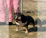 Small Photo #1 American Bully Puppy For Sale in SOUTH BEND, IN, USA