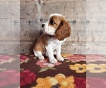 Small #14 Cavalier King Charles Spaniel