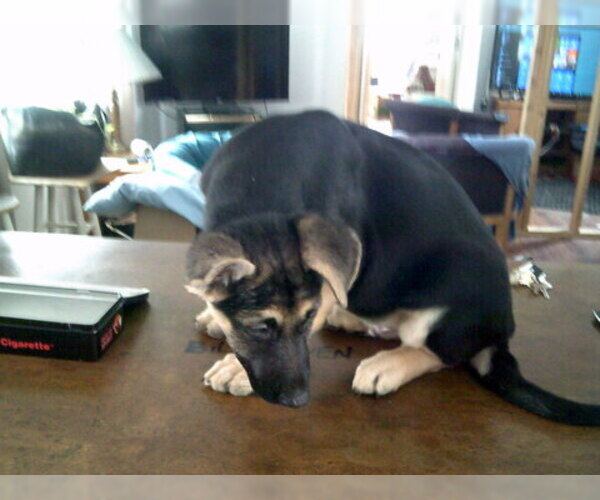 Medium Photo #18 German Shepherd Dog Puppy For Sale in COLVILLE, WA, USA