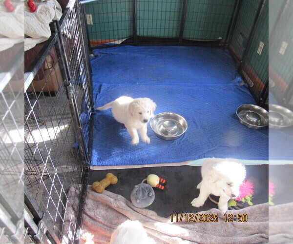 Medium Photo #4 English Cream Golden Retriever Puppy For Sale in NORTHWOOD, OH, USA