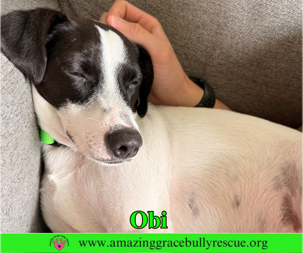 Medium Photo #6 Jack Russell Terrier-Unknown Mix Puppy For Sale in Milton, FL, USA