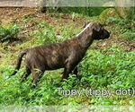 Small #3 Mutt
