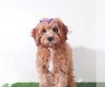 Small #1 Cavapoo (Miniature)