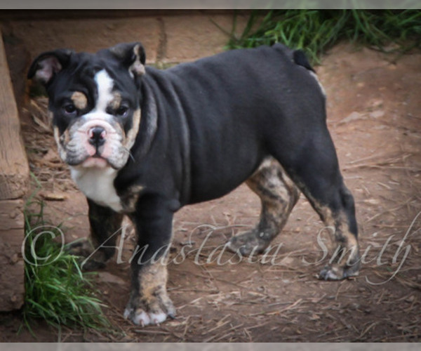 Medium Photo #7 English Bulldog Puppy For Sale in CARY, NC, USA