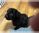 Small Photo #2 YorkiePoo Puppy For Sale in NEW BRITAIN, CT, USA
