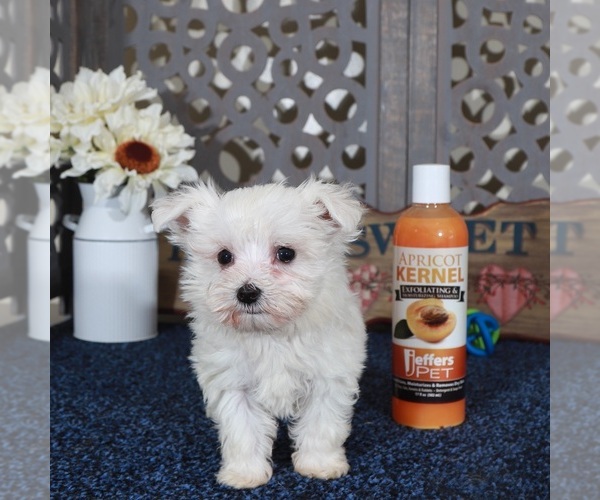Medium Photo #3 Maltese Puppy For Sale in MOUNT VERNON, OH, USA